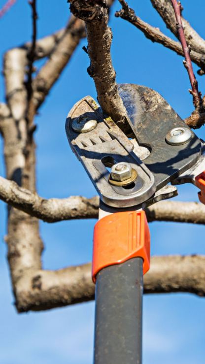 Gartentipps Januar Baumschnitt