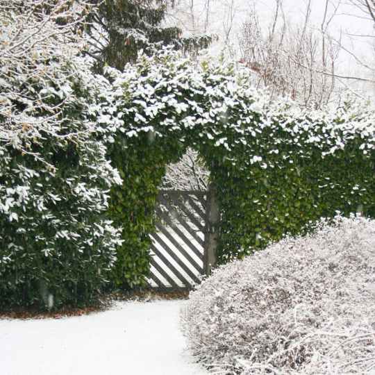 Gartentipps Dezember