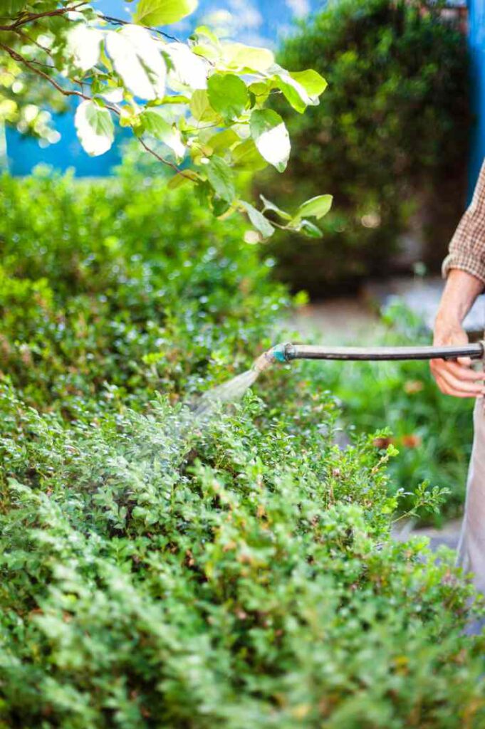 Gartentipps Dezember - Pflanze gießen