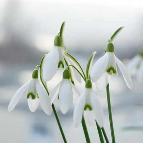 Gartentipps Februar Schneeglöckchen