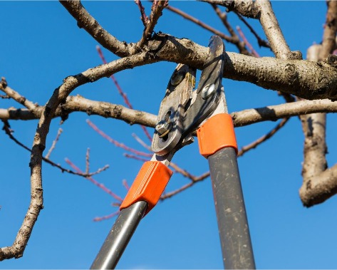 Gartentipps Februar Strauchschnitt