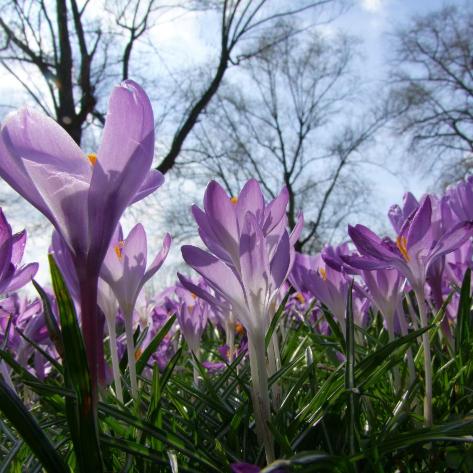 Gartentipps Februar Krokusse