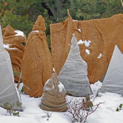 Gartentipps Januar - Frostschutz