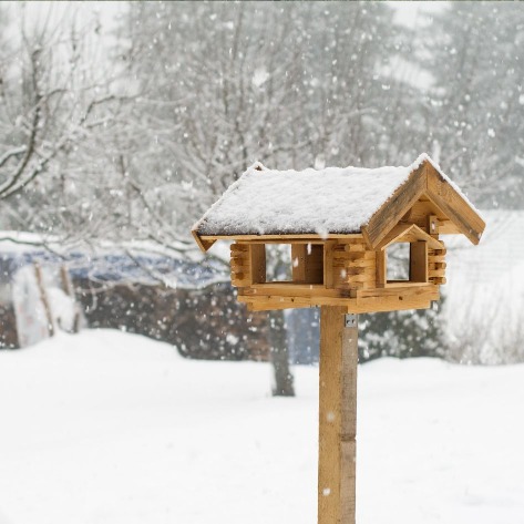 Gartentipps Januar Vogelhaus