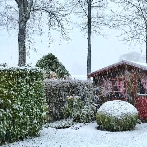 Gartentipps Dezember Hecke