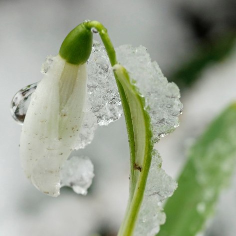 Gartentipps Januar