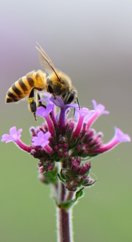 Blumen für Bienen