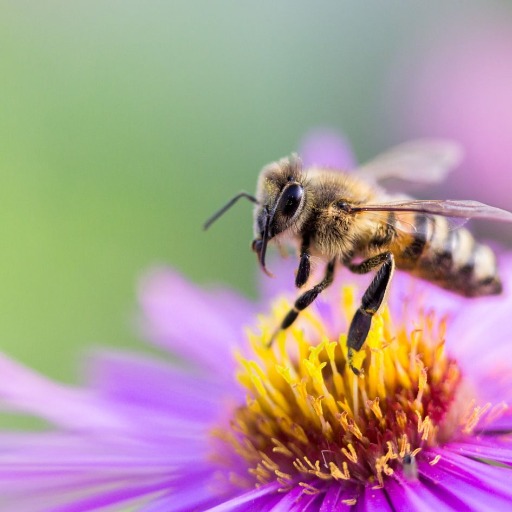 Blumen für Bienen