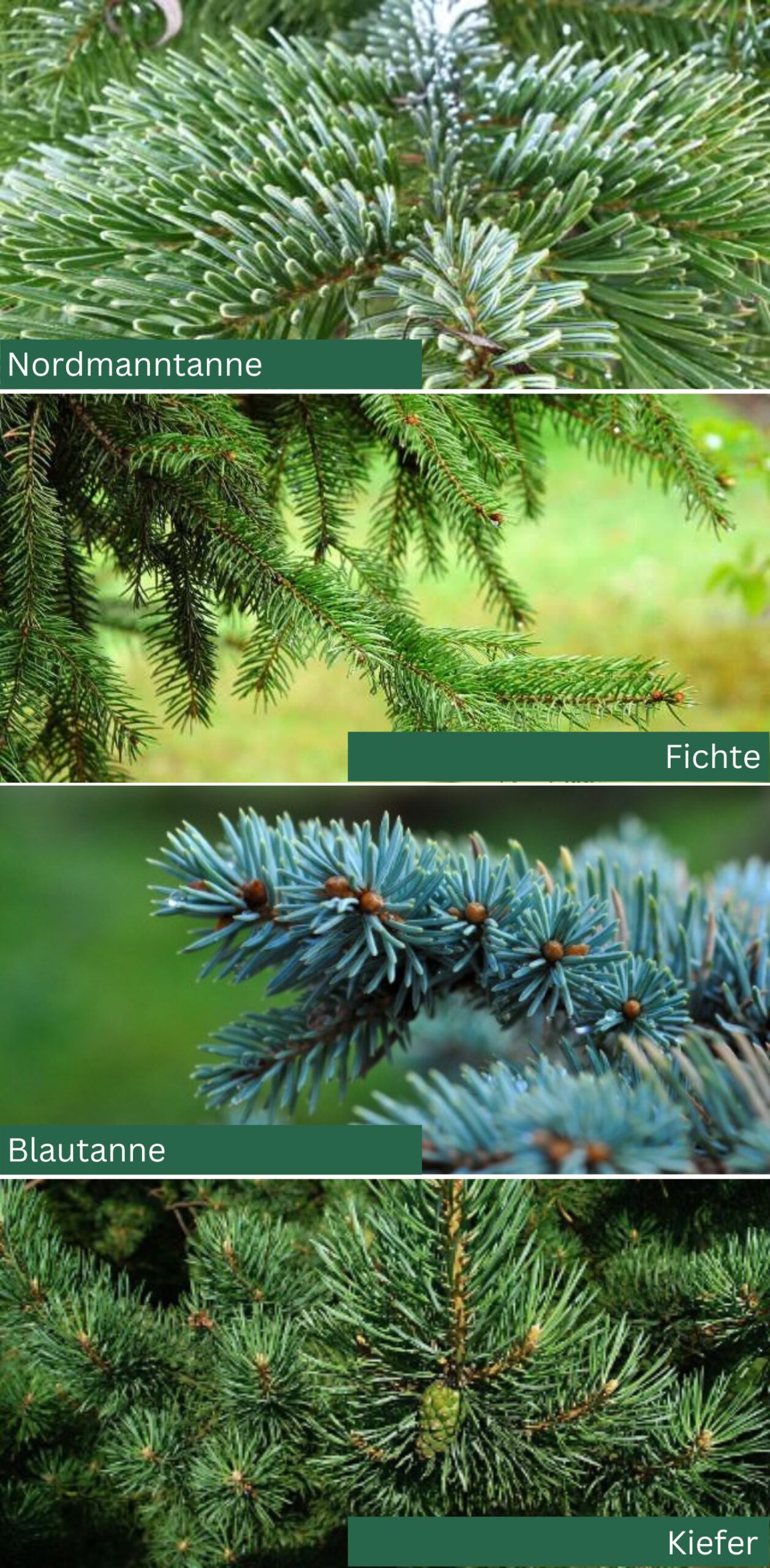 Weihnachtsbaum recyceln