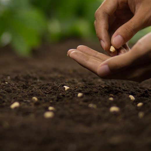 Gartentipps März