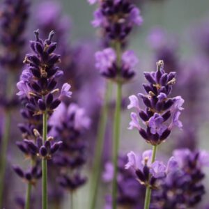Pflegeleichte Gartenpflanzen - Lavendel