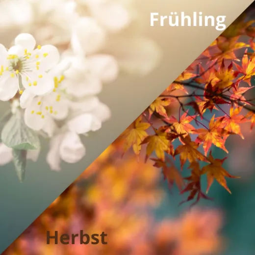 Vertikutieren Frühling Herbst